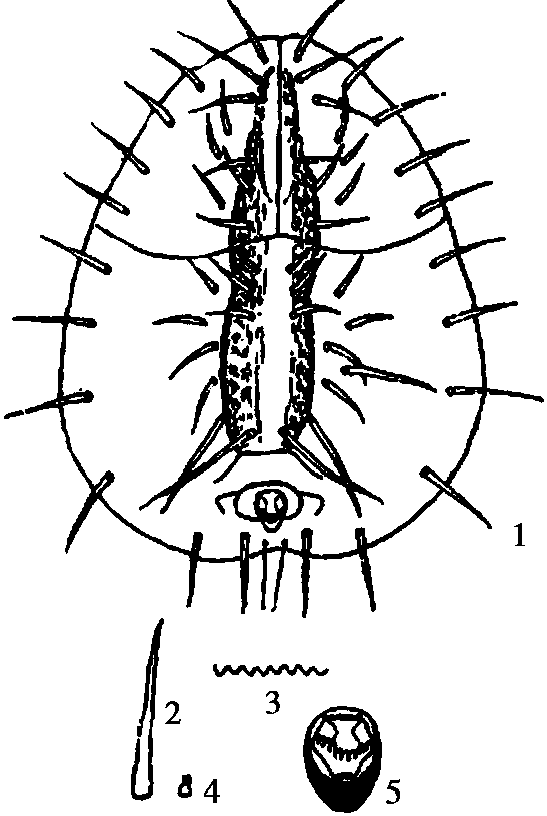 10.陈氏刺粉虱